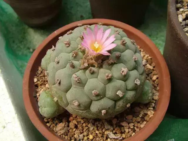 如何让多肉快速长大,怎样让多肉快速长大