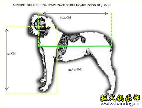 怎样区分斯塔福和比特,怎样区分卡斯罗和比特犬