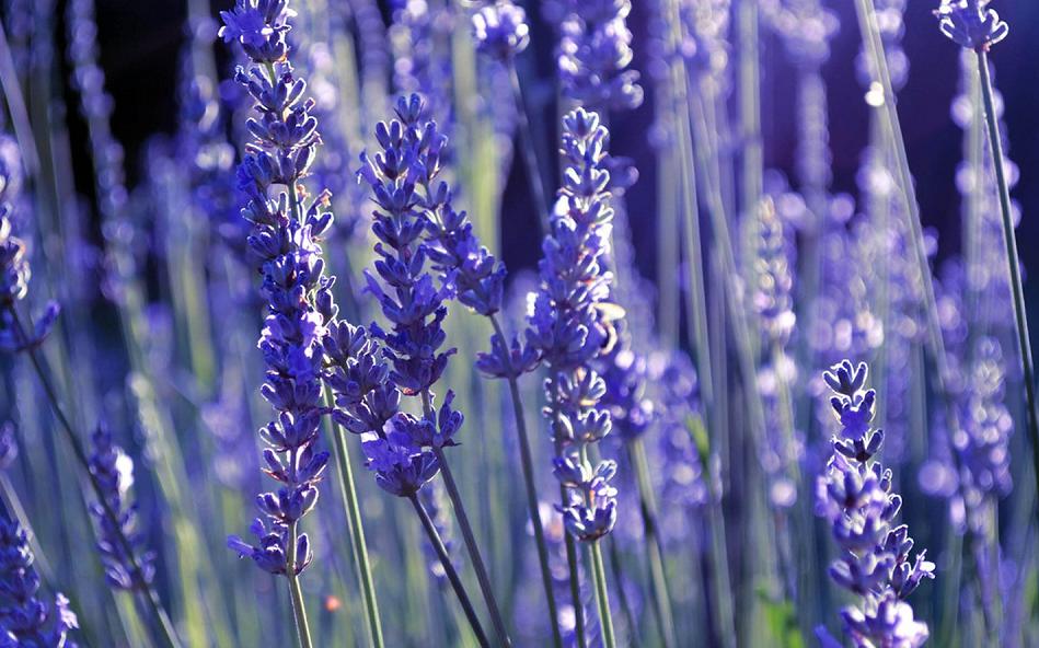 处暑养生知识视频,处暑养生小秘诀