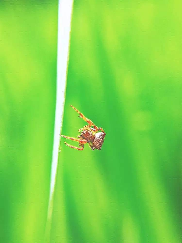 手机怎么玩转拍摄,手机怎样微距拍照