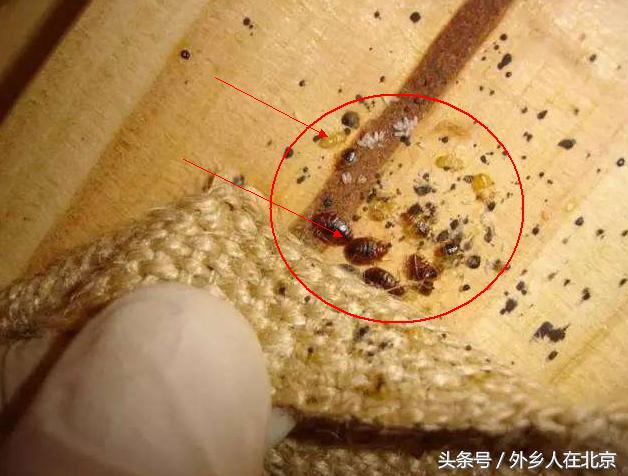 出租屋有很小的虫子是什么原因,新入住的房子里有小虫子