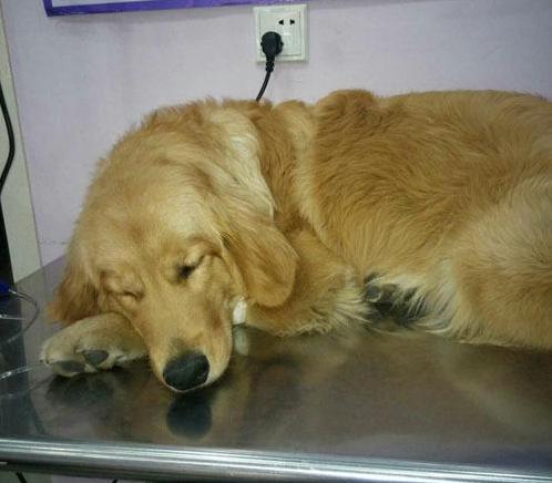 金毛犬的治疗视频,金毛犬得了犬瘟的症状