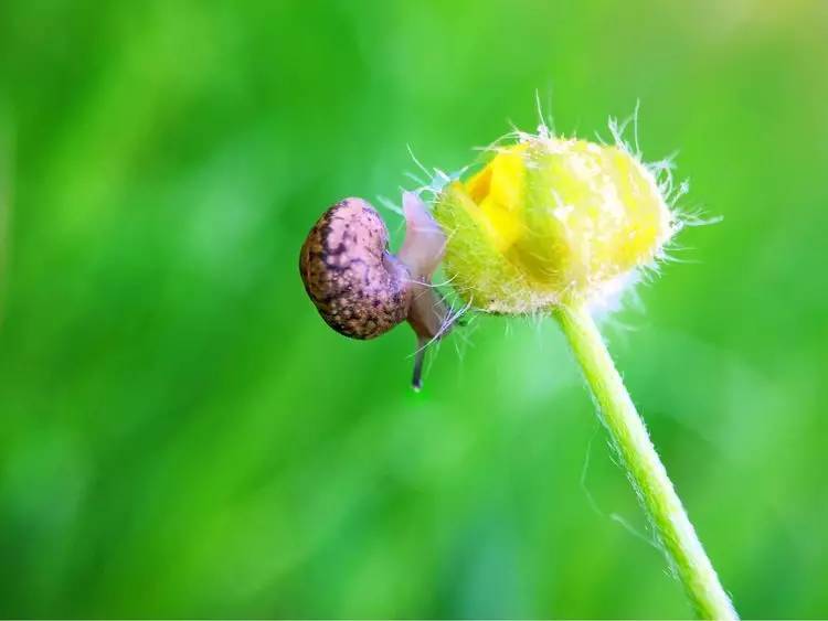 手机怎么玩转拍摄,手机怎样微距拍照