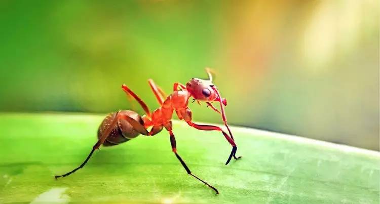 手机怎么玩转拍摄,手机怎样微距拍照