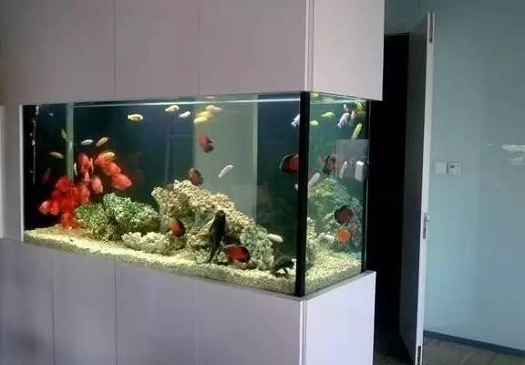 家里摆鱼缸数量有什么讲求,属马属蛇的家里怎么摆鱼缸