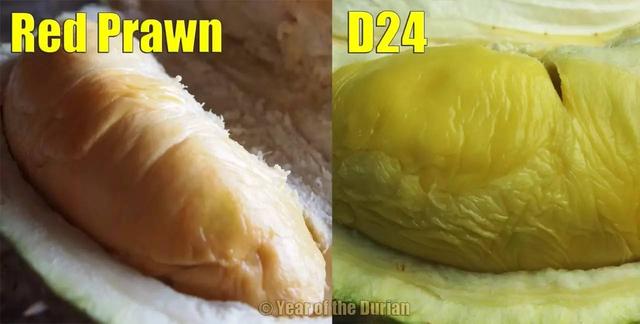 马来西亚各种榴莲名称,马来榴莲品种介绍