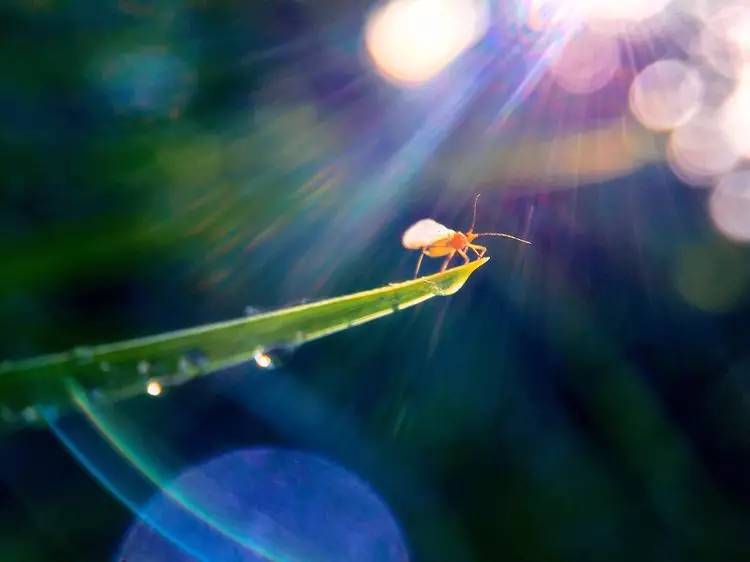手机怎么玩转拍摄,手机怎样微距拍照