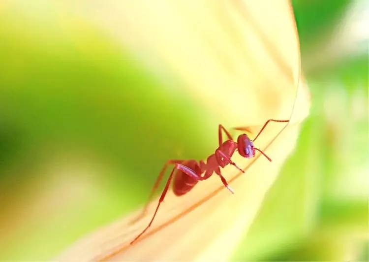 手机怎么玩转拍摄,手机怎样微距拍照