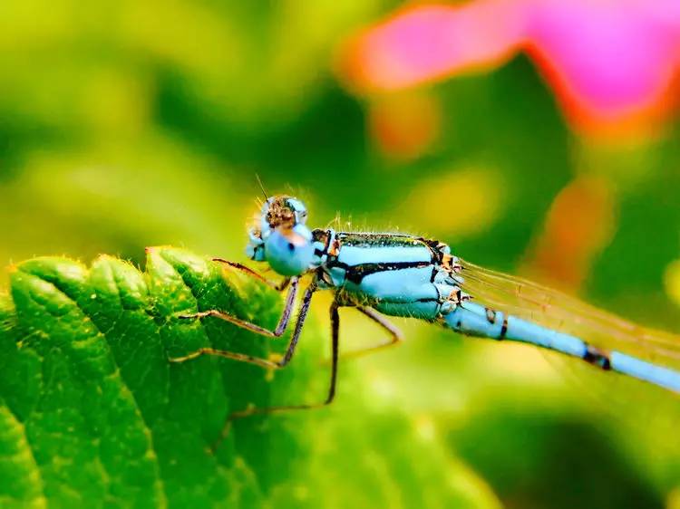 手机怎么玩转拍摄,手机怎样微距拍照