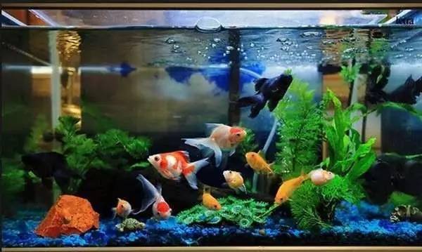 家里摆鱼缸数量有什么讲求,属马属蛇的家里怎么摆鱼缸