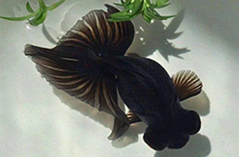 家里摆鱼缸数量有什么讲求,属马属蛇的家里怎么摆鱼缸