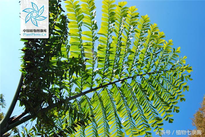 董棕能做西米露，长的还好看，象征永恒的爱情，幸福美满的生活！