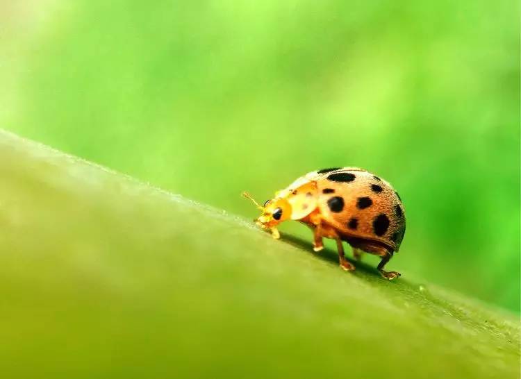 手机怎么玩转拍摄,手机怎样微距拍照