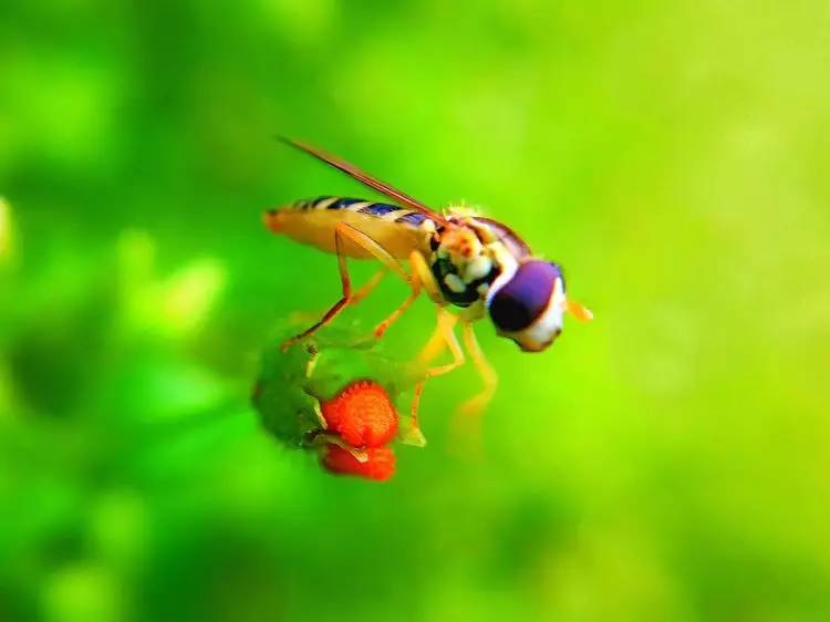 手机怎么玩转拍摄,手机怎样微距拍照