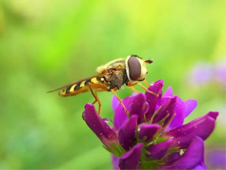 手机怎么玩转拍摄,手机怎样微距拍照