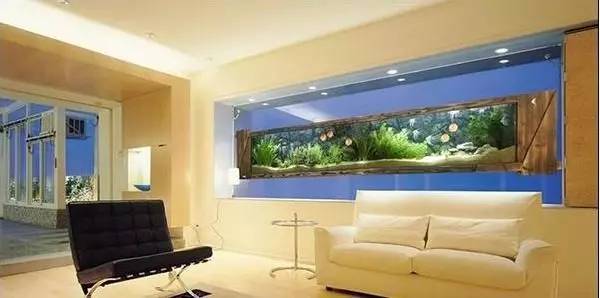 家里摆鱼缸数量有什么讲求,属马属蛇的家里怎么摆鱼缸