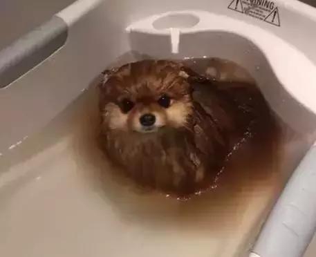 那坨博美！好软！好圆！好蓬！好想揉！