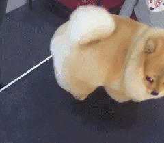 那坨博美！好软！好圆！好蓬！好想揉！