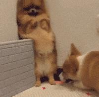 那坨博美！好软！好圆！好蓬！好想揉！