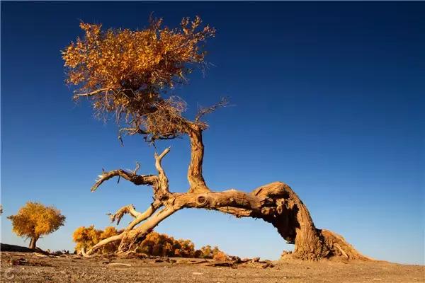 三千年的情缘，三千年的企盼只为这一季的金秋（附攻略）