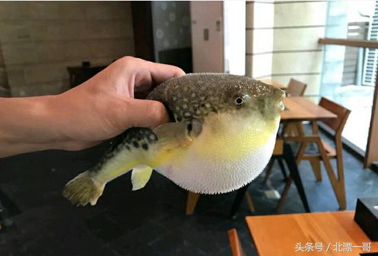 都说河豚有毒不能吃，京城这家专门做河豚的饭店火了