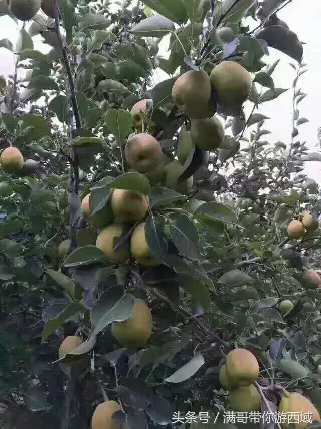 库尔勒香梨熟了！古尔邦节假期去库尔勒采香梨吧！只要4元每公斤