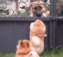 那坨博美！好软！好圆！好蓬！好想揉！