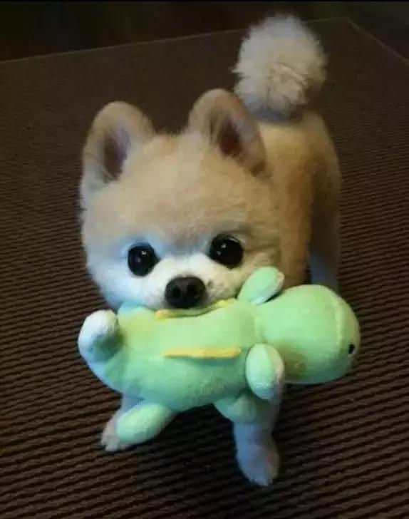 那坨博美！好软！好圆！好蓬！好想揉！