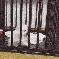 那坨博美！好软！好圆！好蓬！好想揉！