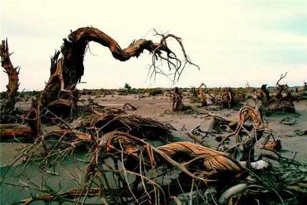 三千年的情缘，三千年的企盼只为这一季的金秋（附攻略）