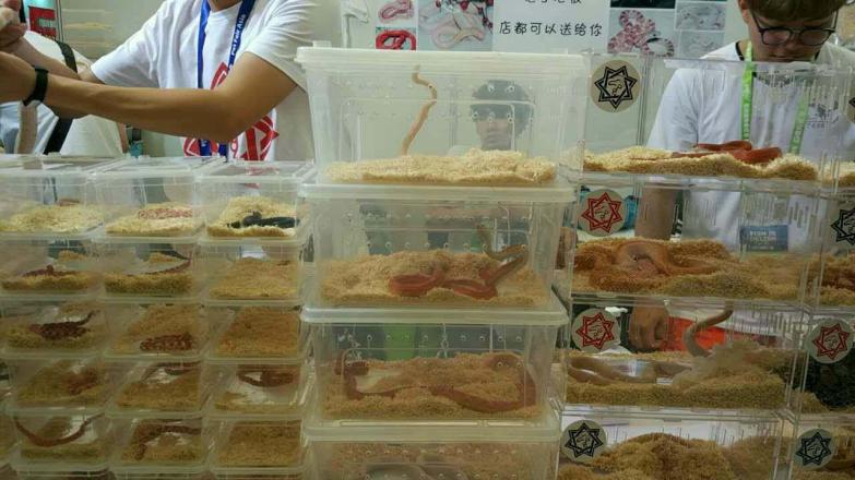 2019年亚宠展攻略,亚宠展要逛多久