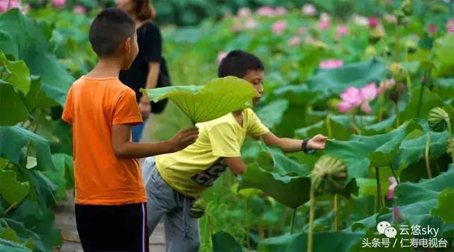 池上秋又来，荷花半成子，仁寿最美秋日荷塘