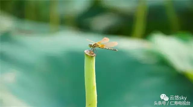 池上秋又来，荷花半成子，仁寿最美秋日荷塘