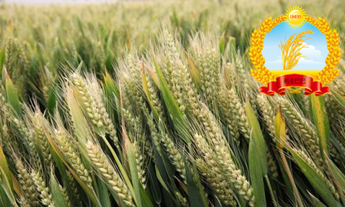 小麦品种山农28产量如何,山农28号小麦品种一亩种多少斤