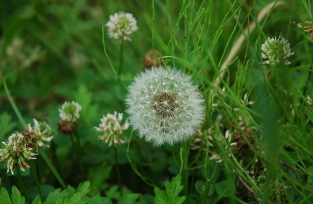 农村有什么植物健脾祛湿,除湿气植物有哪些