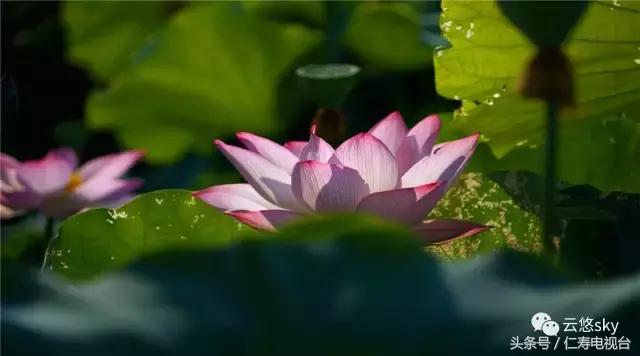 池上秋又来，荷花半成子，仁寿最美秋日荷塘