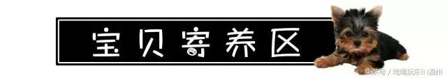 爱狗如命的女孩是什么心理,爱狗如命的女主角