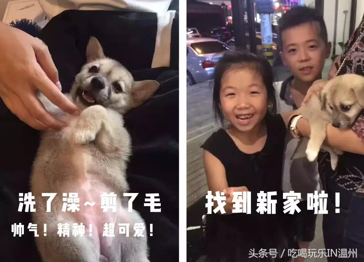 爱狗如命的女孩是什么心理,爱狗如命的女主角