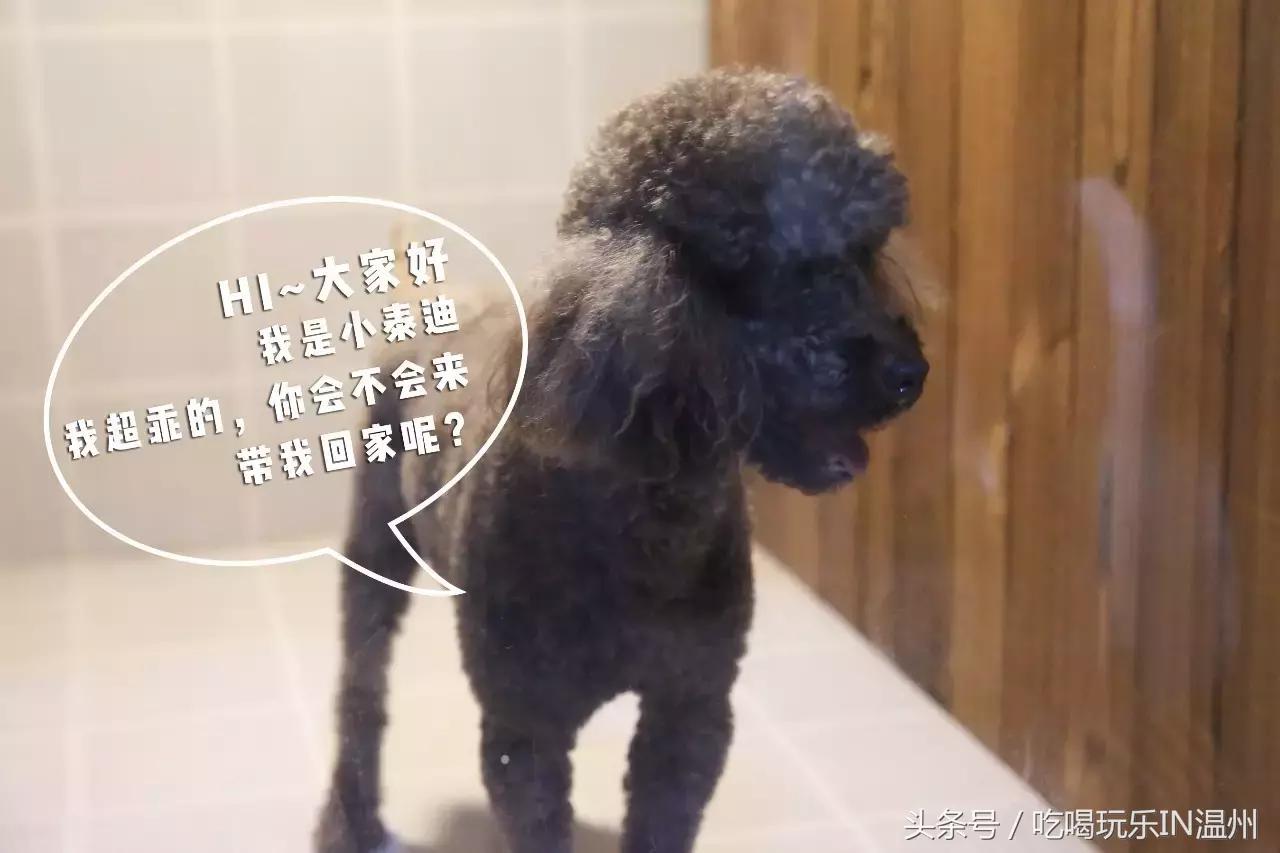 爱狗如命的女孩是什么心理,爱狗如命的女主角