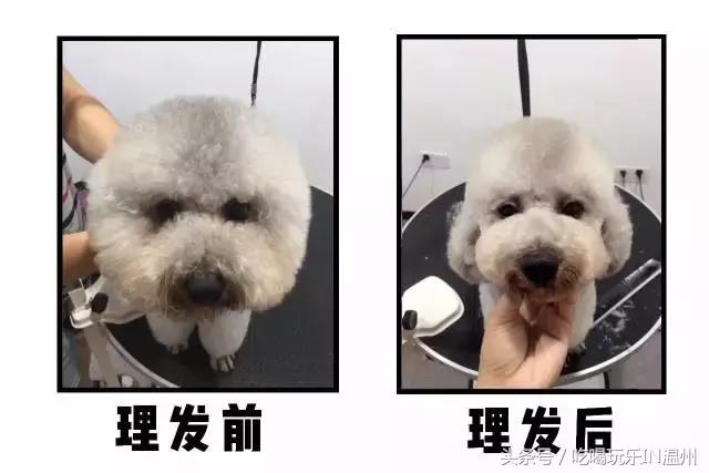 爱狗如命的女孩是什么心理,爱狗如命的女主角