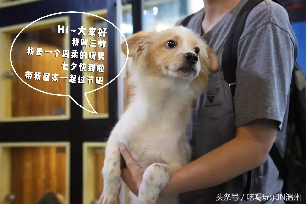 爱狗如命的女孩是什么心理,爱狗如命的女主角