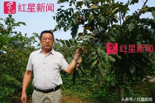 真相调查：文玩核桃再步玛卡后尘？从几万元一对到5元没人要？