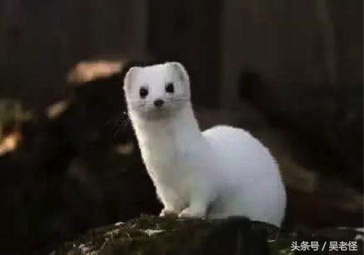 民间故事：黄皮子“附身”老汉，地马仙银针破法！