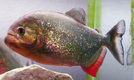 虎鱼到底好不好吃,虎鱼好养吗