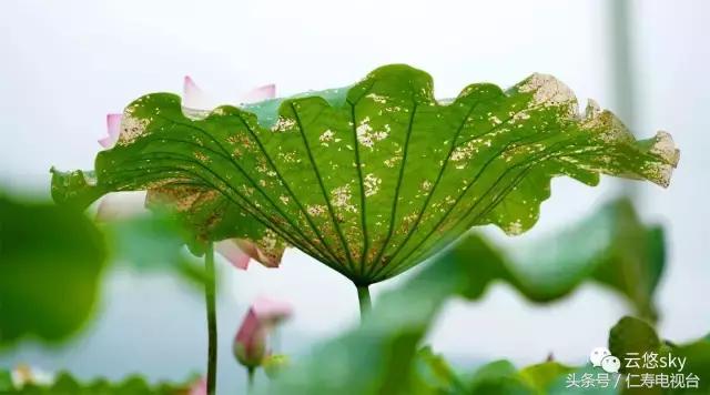 池上秋又来，荷花半成子，仁寿最美秋日荷塘