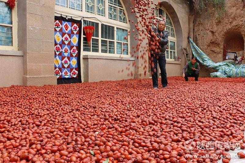 适合在湖南种植的枣子品种有哪些,我国枣树最多的地方