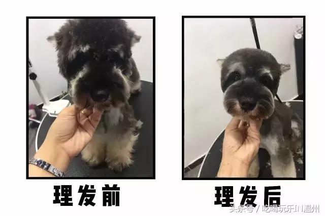 爱狗如命的女孩是什么心理,爱狗如命的女主角