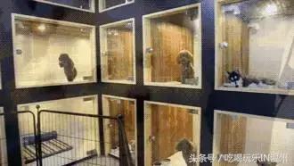 爱狗如命的女孩是什么心理,爱狗如命的女主角