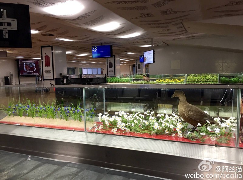 中国到塞尔维亚是哪个航空公司,中国到欧洲最快飞机