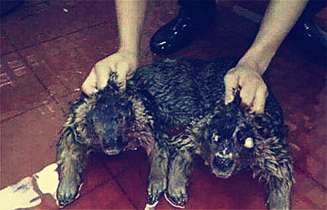 33个字提到4种怪物，让中国人讨论千年无定论，究竟是啥？